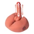 Kép 12/17 - Honey Ass Masturbator and Dildo Thrusting